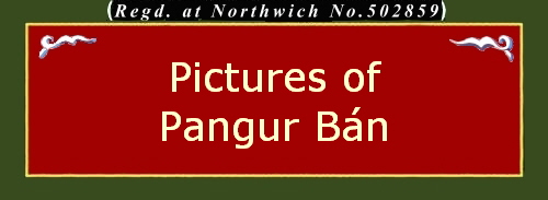 Pictures of
Pangur Bn