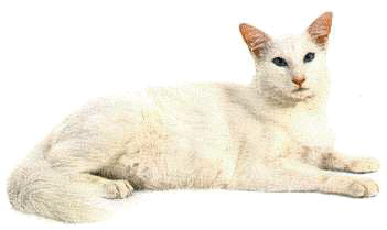 Pangur Bn translated means White cat