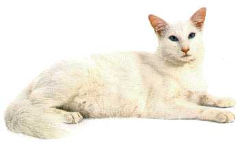 Pangur Ban Translated means White Cat